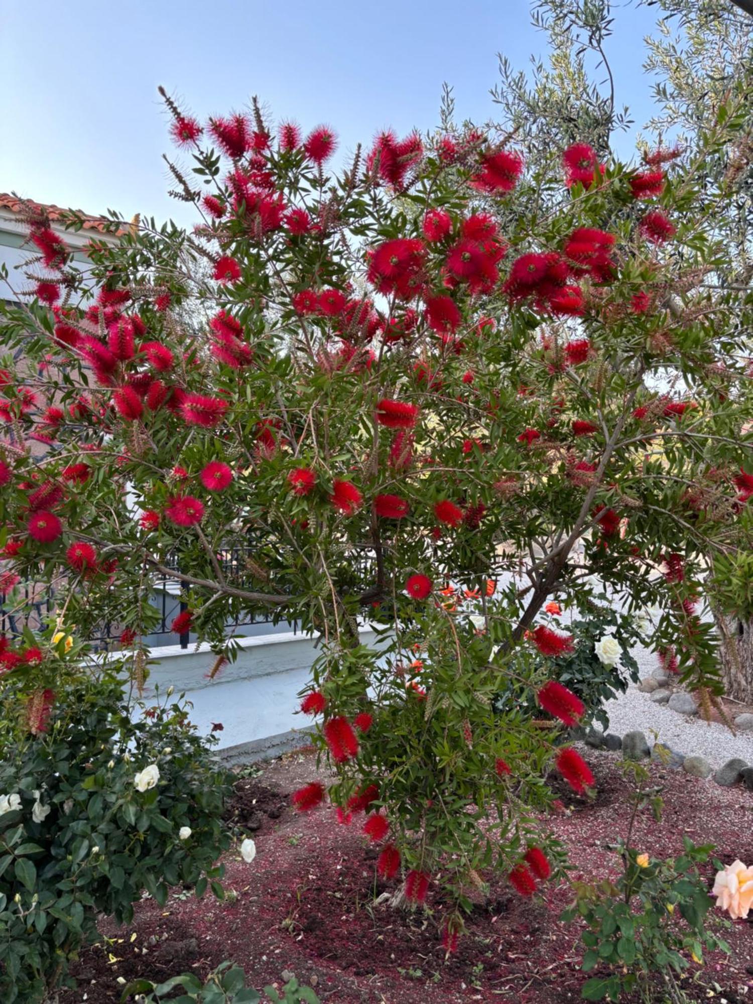 Elea Houses Mithimna Dış mekan fotoğraf
